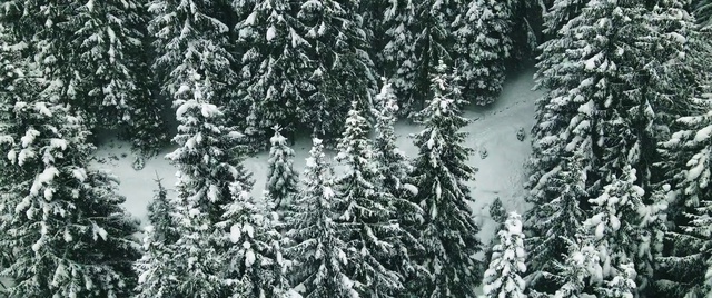 Video Reference: Snow, Plant, Larch, Natural landscape, Tree, Evergreen, Slope, Trunk, Geological phenomenon, Landscape