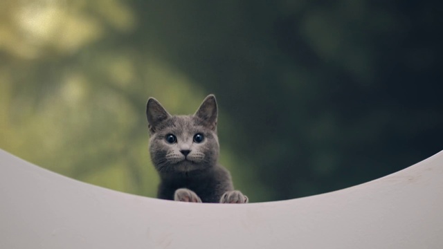 Video Reference: Cat, Felidae, Russian blue, Small to medium-sized cats, Carnivore, Grey, Whiskers, Terrestrial animal, Snout, Domestic short-haired cat