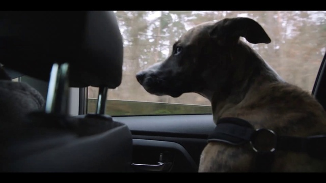 Video Reference: Dog, Car, Automotive mirror, Dog breed, Vehicle, Carnivore, Window, Automotive lighting, Gesture, Working animal