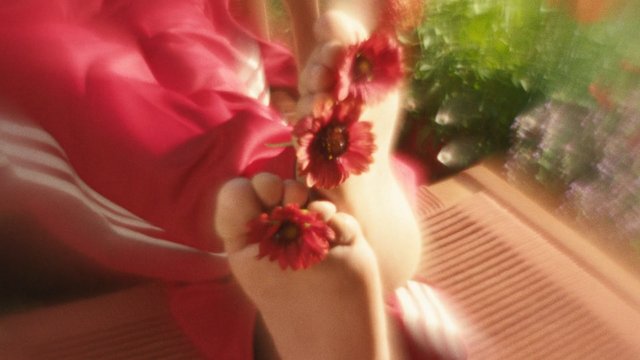 Video Reference: blurred, close-up, person, flowers, red flowers, hands, fabric, indoor, soft focus, garden, still life, bokeh, colorful