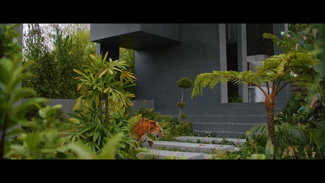 Video Reference: Plant, Plant community, Terrestrial plant, Urban design, Shrub, Grass, Landscape, Real estate, Wood, Facade
