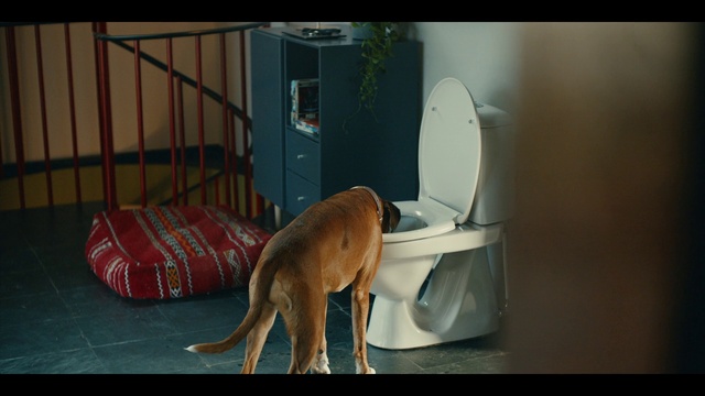 Video Reference: Jaw, Dog, Carnivore, Dog breed, Wood, Fawn, Window, Companion dog, Tail, Snout