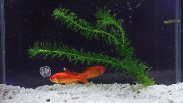 Video Reference: Water, Plant, Fish supply, Salamander, Organism, Fin, Terrestrial plant, Underwater, Aquatic plant, Adaptation