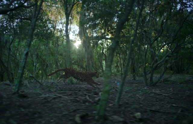 Video Reference: Plant community, Plant, Natural landscape, Tree, Terrestrial plant, Wood, Twig, Trunk, Deciduous, Tints and shades