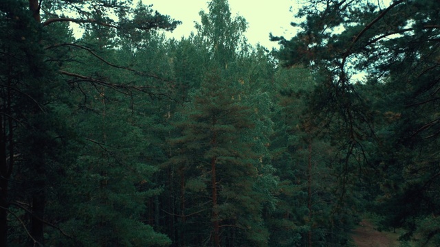 Video Reference: Sky, Plant, Larch, Natural landscape, Terrestrial plant, Wood, Trunk, Evergreen, Tree, Deciduous