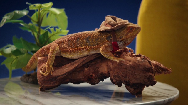 Video Reference: Reptile, Iguania, Plant, Wood, Scaled reptile, Lizard, Terrestrial animal, Art, Dinosaur, Tail