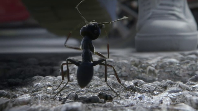 Video Reference: Nature, Arthropod, Insect, Terrestrial animal, Parasite, Ant, Pest, Membrane-winged insect, Soil, Darkness