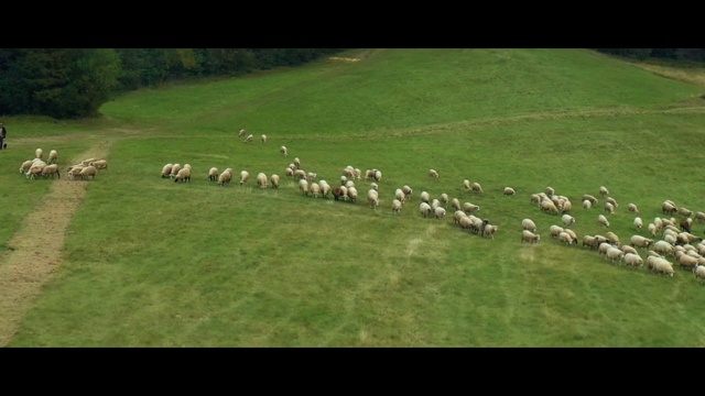 Video Reference: Vertebrate, Natural environment, Natural landscape, Mammal, Plant, Land lot, Grazing, Tree, Grassland, Landscape