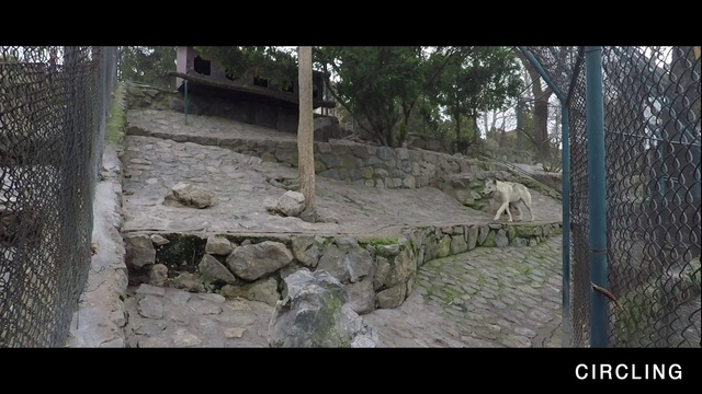 Video Reference: Plant, Bedrock, Tree, Landscape, Font, Grass, Terrestrial animal, Soil, Trunk, Archaeological site