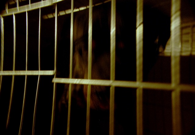 Video Reference: Pet supply, Wood, Cage, Metal, Pattern, Animal shelter, Composite material, Service, Fence, Terrestrial animal