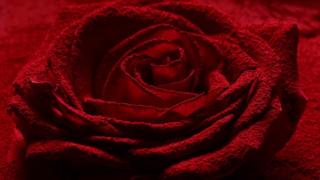 Video Reference: Flower, Plant, Petal, Water, Hybrid tea rose, Pink, Rose, Garden roses, Magenta, Beauty