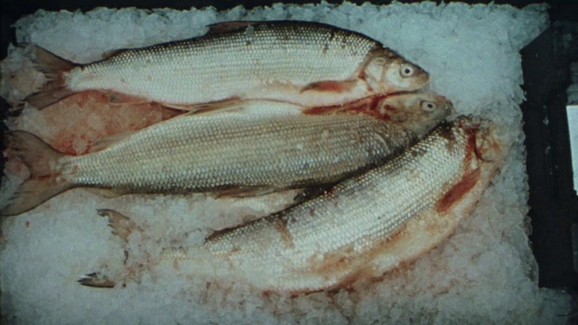 Video Reference: Food, Seafood, Ingredient, Cuisine, Fin, Dish, Fish, Fish products, Staple food, Ray-finned fish