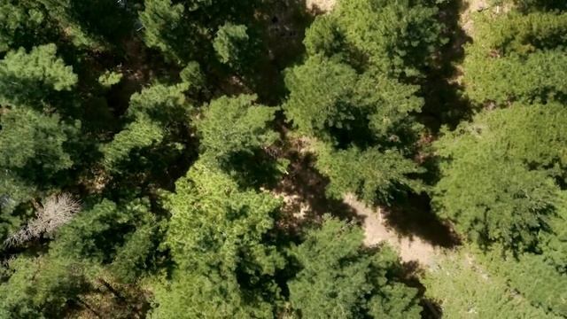 Video Reference: Natural landscape, Terrestrial plant, Larch, Evergreen, Plant, Tree, Groundcover, Shrub, Landscape, Grass