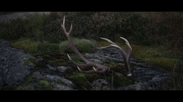 Video Reference: Wood, Natural landscape, Natural material, Plant, Terrestrial plant, Atmospheric phenomenon, Twig, Grass, Trunk, Deer