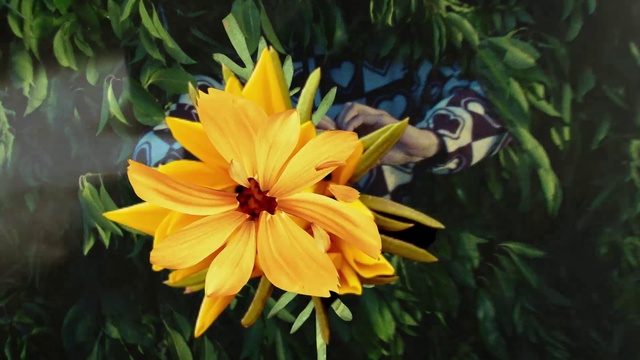 Video Reference: Plant, Flower, Leaf, Botany, Petal, Grass, Terrestrial plant, Annual plant, Wood, Flowering plant