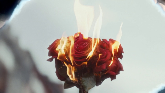 Video Reference: Flower, Plant, Petal, Hybrid tea rose, Rose, Rosa × centifolia, Garden roses, Flowering plant, Bouquet, Rose family