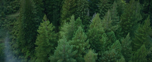 Video Reference: Plant community, Larch, Terrestrial plant, Natural landscape, Evergreen, Tree, Shrub, Groundcover, Landscape, Spruce-fir forest