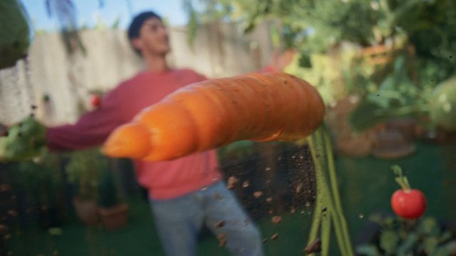 Video Reference: carrot, vegetable, garden, backyard, close-up, blurred, outdoor, person, plants, harvest, produce, foreground, shallow depth of field