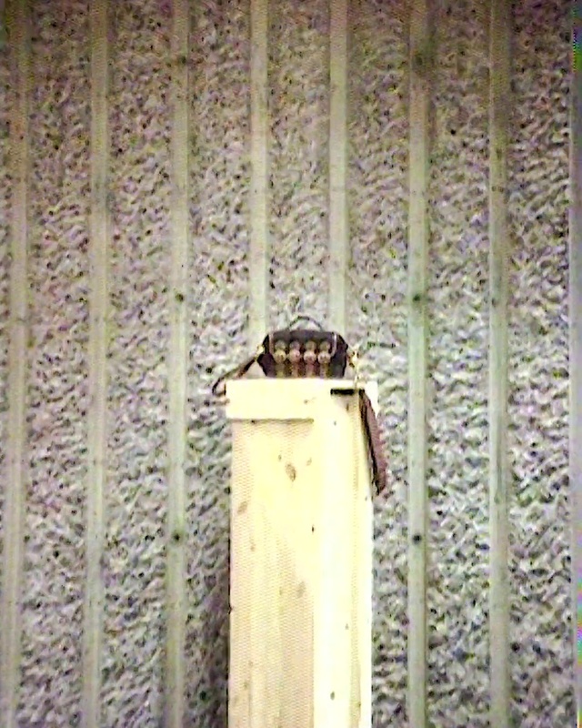 Video Reference: Window, Wood, Plant, Tints and shades, Gas, Facade, Twig, Rectangle, Metal, Ceiling