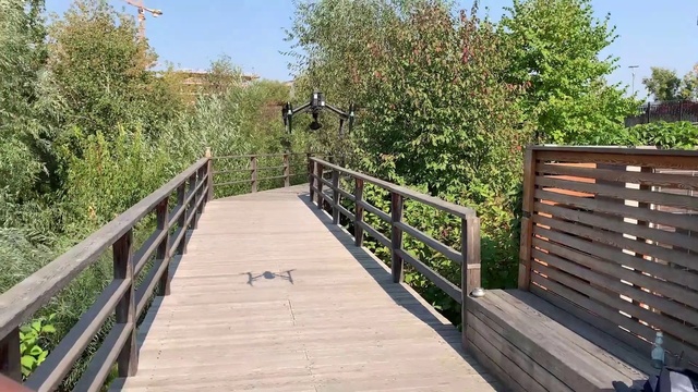 Video Reference: Sky, Plant, Wood, Bird, Tree, Road surface, Grass, Wood stain, Natural landscape, Hardwood