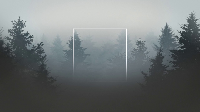 Video Reference: Plant, Atmosphere, Sky, Fog, Natural landscape, Wood, Branch, Tree, Grey, Larch