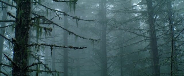 Video Reference: Plant, Natural landscape, Wood, Twig, Trunk, Tree, Grey, Fog, Terrestrial plant, Freezing