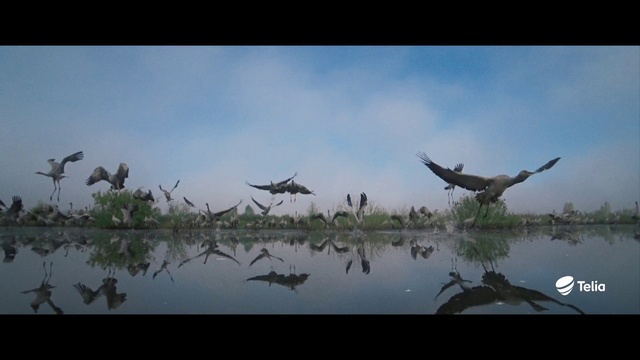 Video Reference: Cloud, Sky, Water, Ecoregion, Bird, Natural landscape, Wood, Lake, Plant, Landscape