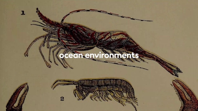 Video Reference: Organism, Line, Font, Terrestrial animal, Illustration, Drawing, Twig, Art, Line art, Ink