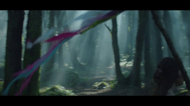 Video Reference: Plant, Terrestrial plant, Organism, Natural landscape, Atmospheric phenomenon, Tree, Grass, People in nature, Tints and shades, Forest