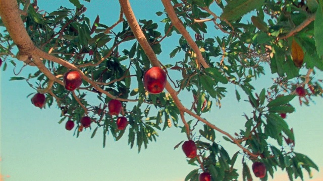 Video Reference: Flower, Plant, Sky, Fruit, Tree, Twig, Berry, Flowering plant, Produce, Vegetable