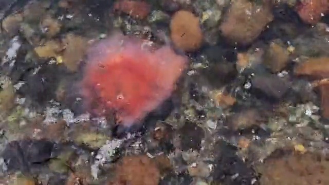 Video Reference: Underwater, Water, Marine biology, Coral, Fluid, Reef, Natural material, Coral reef, Invertebrate, Science