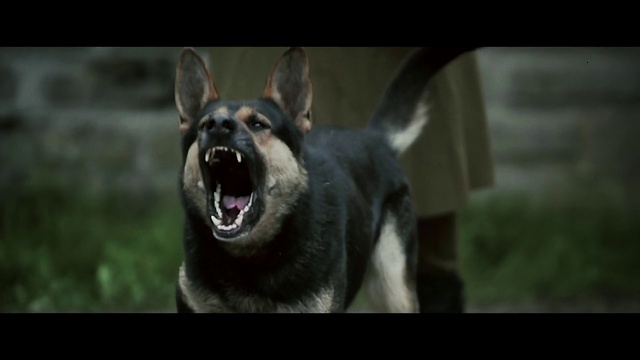 Video Reference: Dog, Carnivore, Dog breed, Snout, Terrestrial animal, Flash photography, Grass, Fang, Whiskers, Biting
