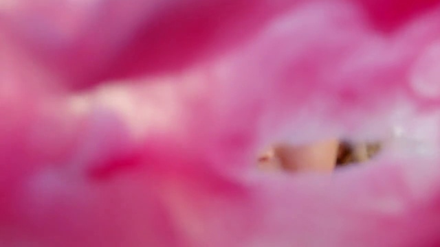 Video Reference: Flower, Petal, Plant, Purple, Pink, Violet, Flowering plant, Magenta, Annual plant, Peach