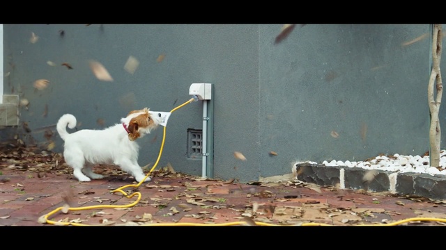 Video Reference: Dog, Felidae, Carnivore, Dog breed, Small to medium-sized cats, Companion dog, Tints and shades, Tail, Asphalt, Road surface