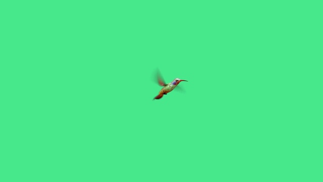 Video Reference: Bird, Green, Beak, Wing, Font, Event, Grassland, Wildlife, Electric blue, Flight