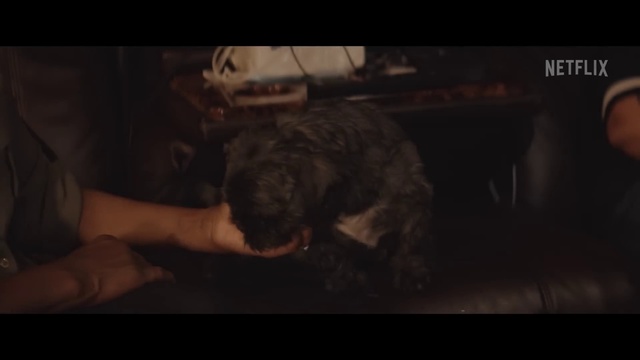 Video Reference: Dog, Flash photography, Carnivore, Dog breed, Snout, Working animal, Darkness, Companion dog, Sporting Group, Elbow