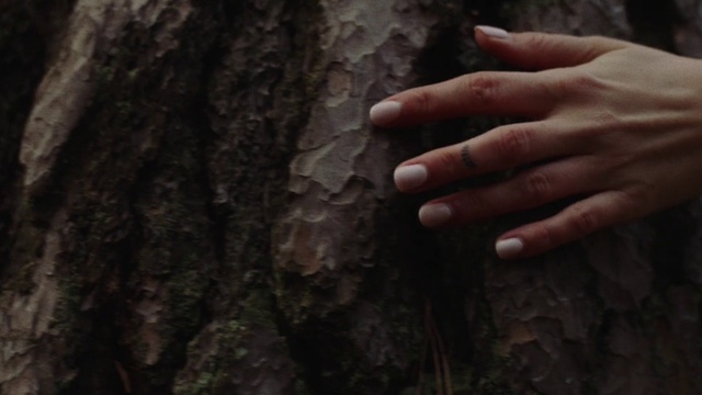 Video Reference: Brown, Wood, Gesture, Trunk, Terrestrial plant, Tree, Soil, Plant, Bedrock, Forest