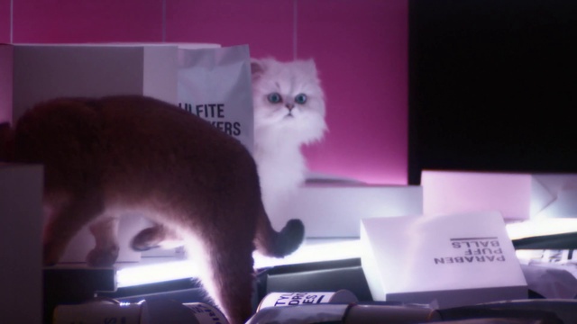 Video Reference: Cat, Felidae, Carnivore, Output device, Small to medium-sized cats, Netbook, Whiskers, Gadget, Fawn, Plant