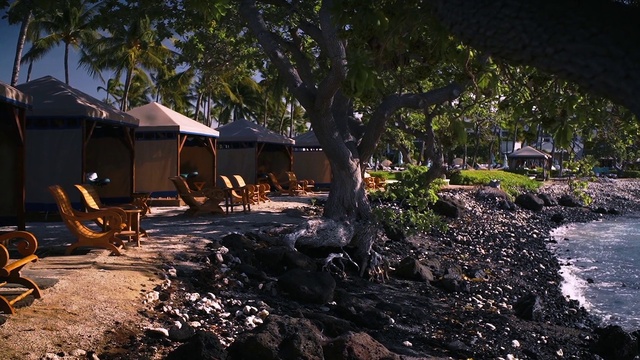 Video Reference: Plant, Arecales, Tree, Wood, Sky, Shade, Woody plant, Tent, Landscape, Tints and shades