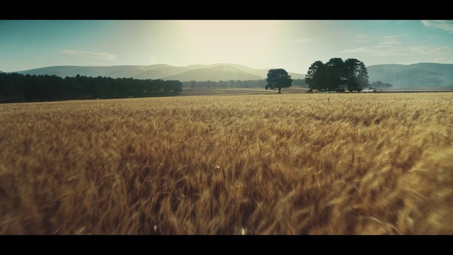 Video Reference: Sky, Daytime, Ecoregion, Plant, Natural landscape, Sunlight, Cloud, Grass, Atmospheric phenomenon, Khorasan wheat