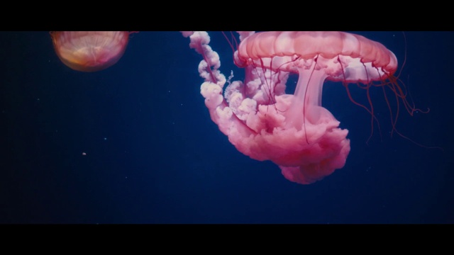 Video Reference: Jellyfish, Marine invertebrates, Water, Underwater, Bioluminescence, Organism, Marine biology, Pink, Invertebrate, Art