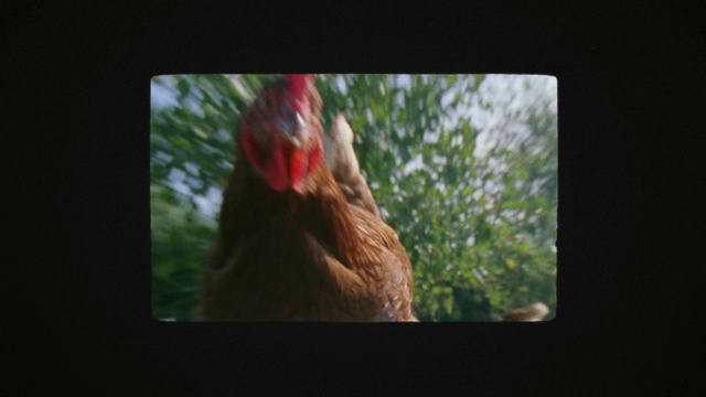 Video Reference: Plant, Bird, Chicken, Galliformes, Tree, Comb, Rooster, Beak, Poultry, Grass