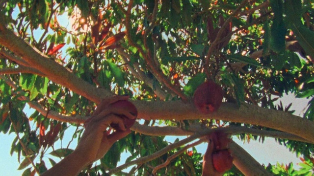 Video Reference: Twig, Branch, Organism, Terrestrial plant, Tree, Trunk, Plant, Fruit, Tints and shades, Flowering plant