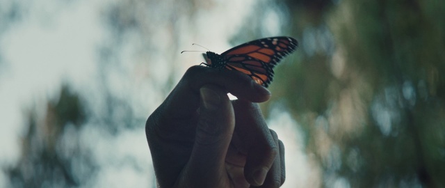 Video Reference: Plant, Pollinator, Butterfly, Insect, Arthropod, Organism, Flash photography, Moths and butterflies, Wing, Art