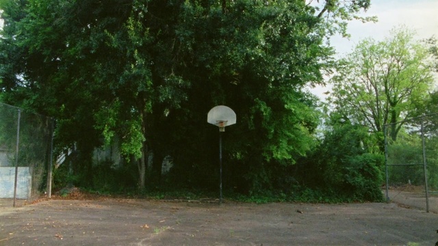 Video Reference: Plant, Natural landscape, Tree, Land lot, Art, Grass, Landscape, Tints and shades, Grassland, Asphalt