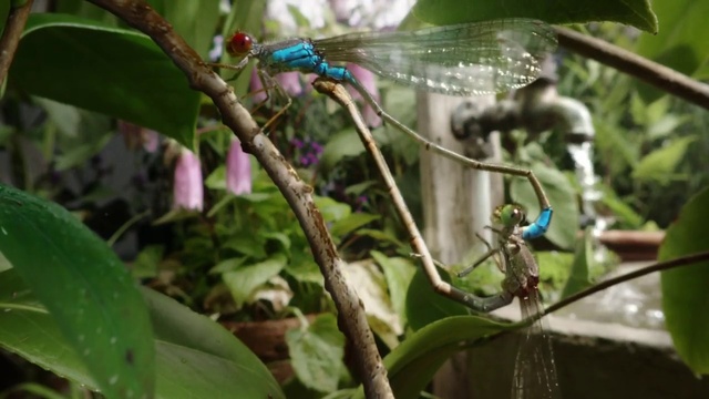 Video Reference: Insect, Leaf, Botany, Plant, Arthropod, Green, Terrestrial plant, Dragonfly, Twig, Hawker dragonflies