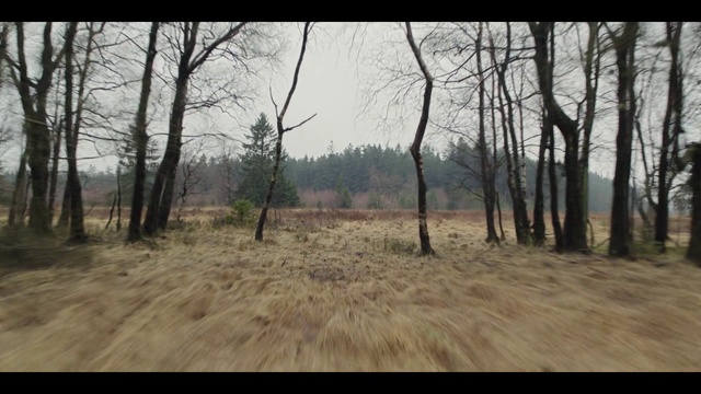 Video Reference: Plant, Sky, Tree, Natural landscape, Twig, Wood, Grass, Trunk, Plain, Grassland