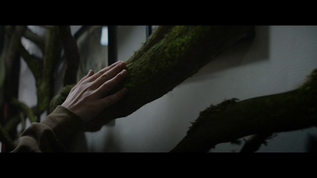 Video Reference: Flash photography, Wood, Terrestrial plant, Gesture, Plant, Trunk, Elbow, Tints and shades, Tree, Twig