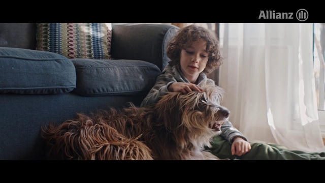 Video Reference: Dog, Carnivore, Comfort, Dog breed, Companion dog, Happy, Felidae, Small terrier, Curtain, Toy dog