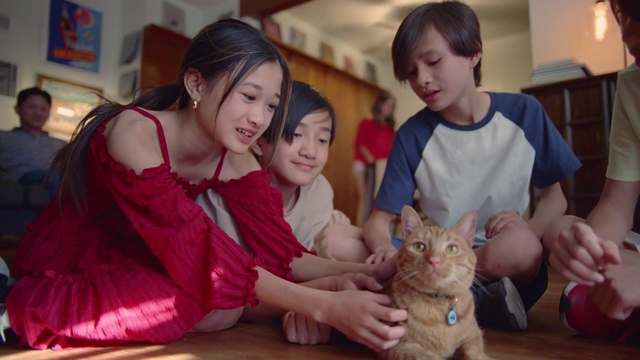 Video Reference: Skin, Cat, Smile, Facial expression, Felidae, Small to medium-sized cats, Carnivore, Happy, Fawn, Whiskers